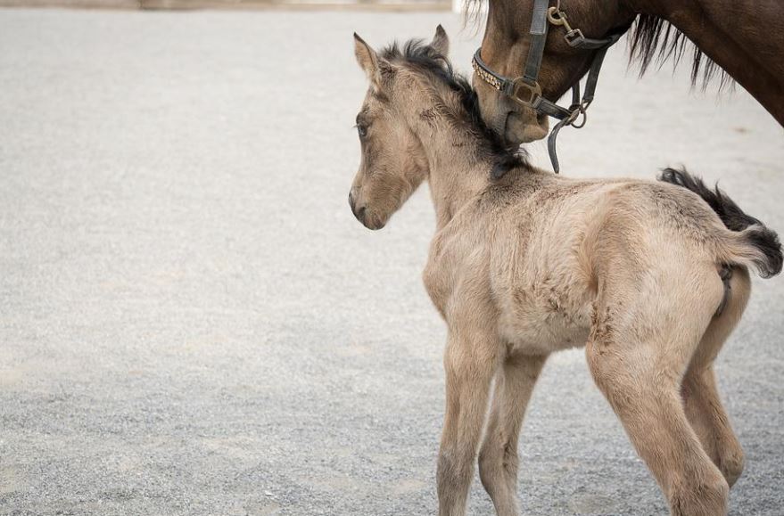dreaming of a pony
