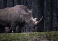 dreaming of rhinoceros