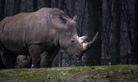 dreaming of rhinoceros