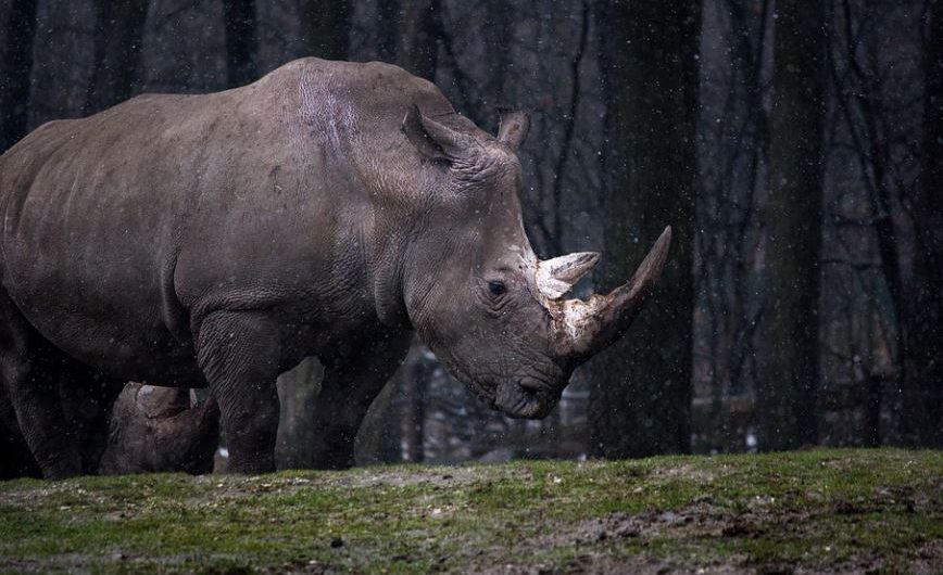 23 symbolic meanings of dreaming of rhinoceros