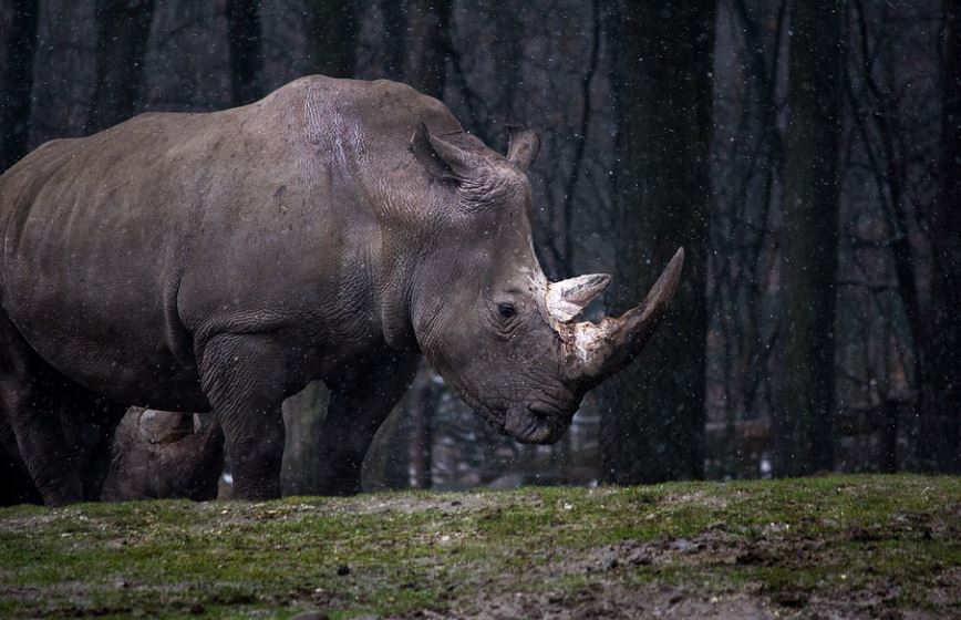 dreaming of rhinoceros
