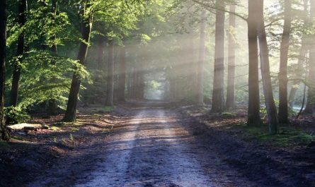 dreaming of a forest