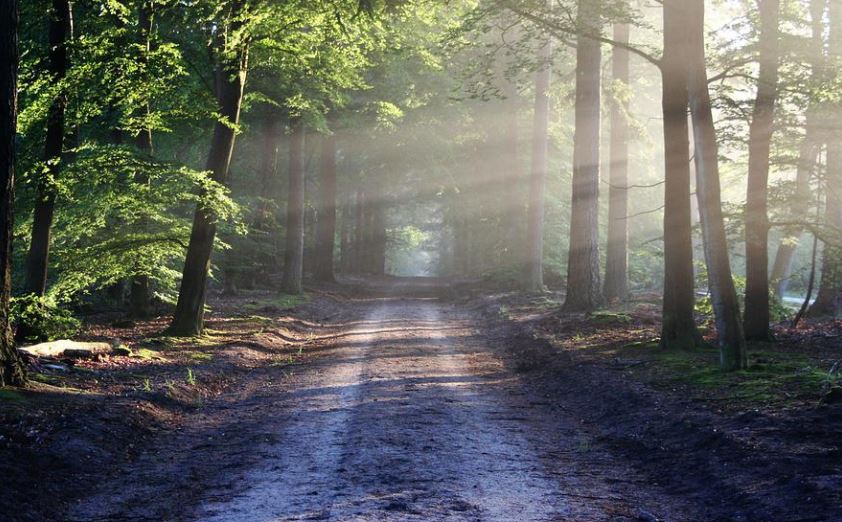 dreaming of a forest