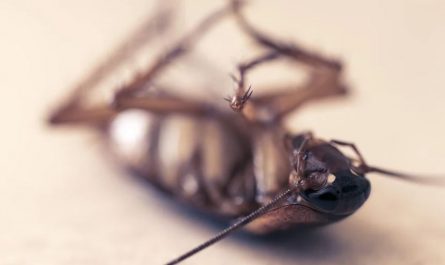 dreaming of killing cockroaches