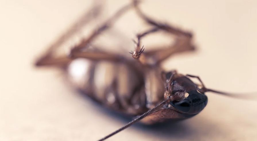 dreaming of killing cockroaches