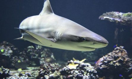 dreaming of sharks