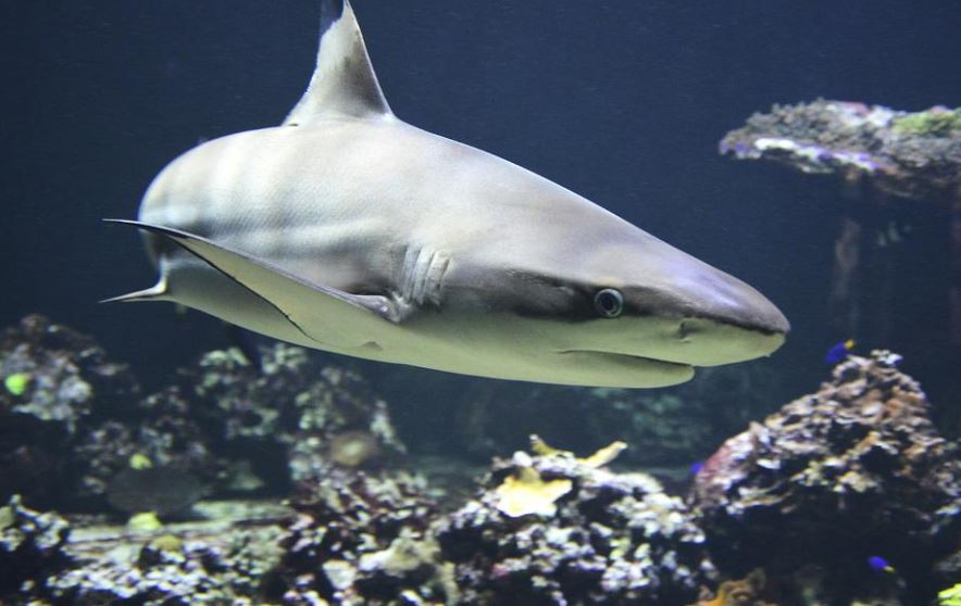 dreaming of sharks