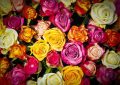 dreaming of roses