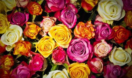 dreaming of roses
