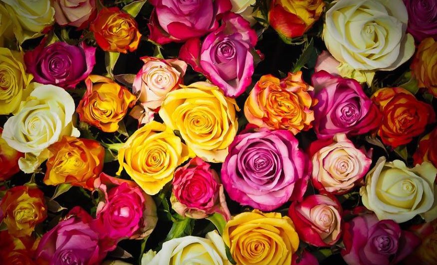 30 symbolic meanings of dreaming of roses