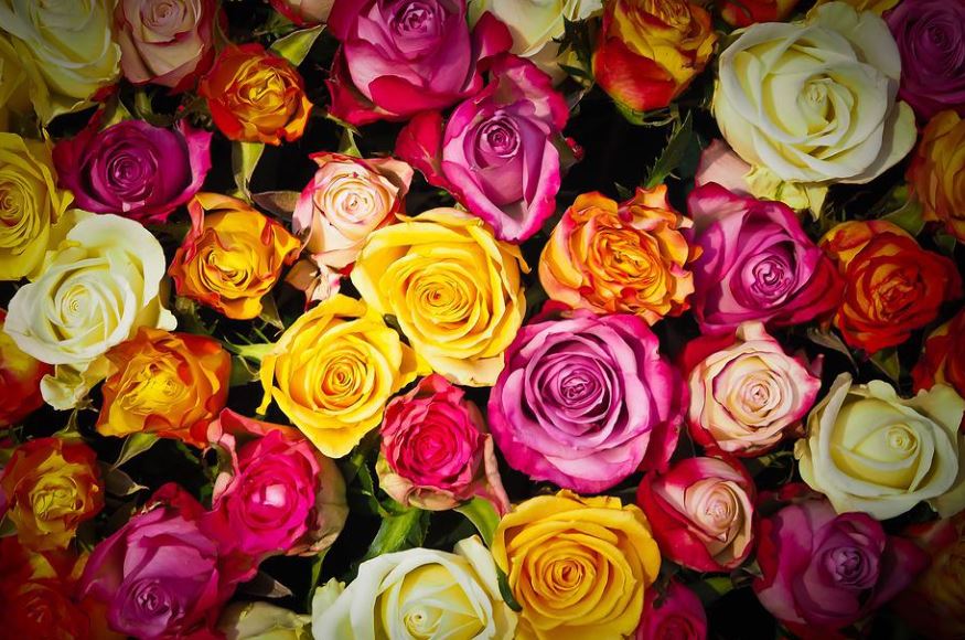 dreaming of roses