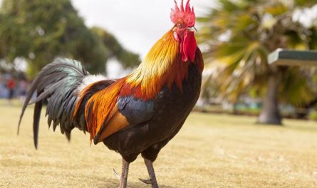 dreaming of chickens