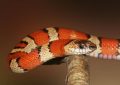 dreaming of an orange snake