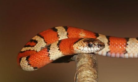 dreaming of an orange snake