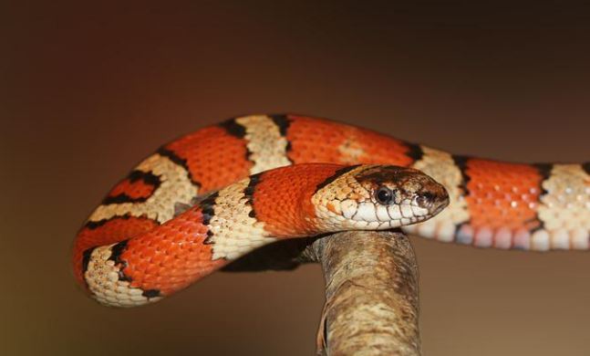 dreaming of an orange snake
