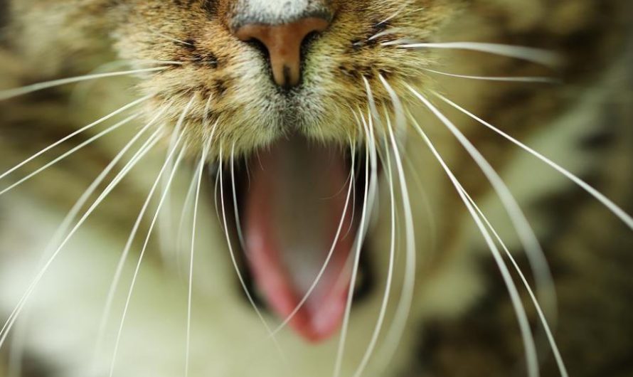 20 symbolic meanings of dreaming of a cat biting someone