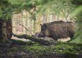dreaming of wild boars