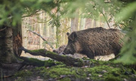 dreaming of wild boars
