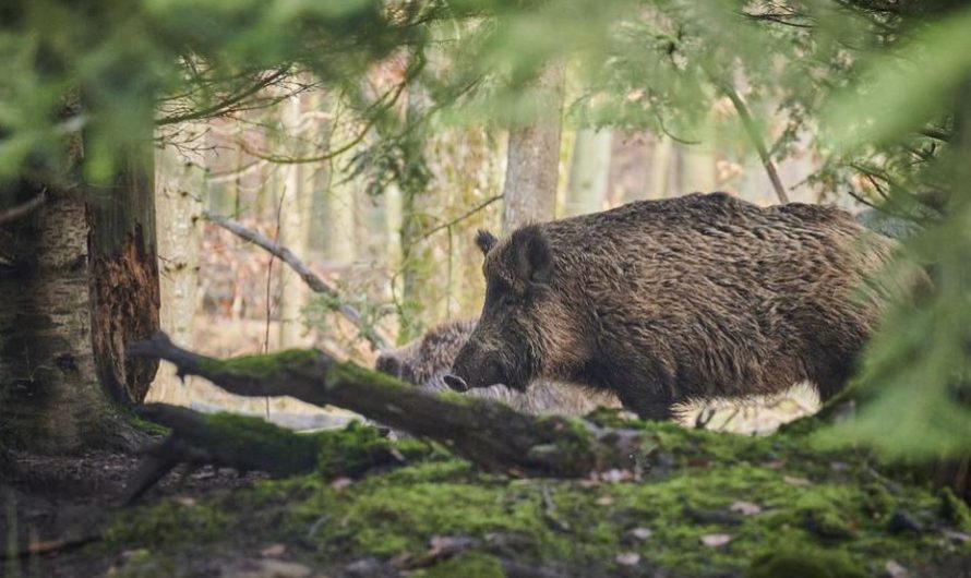 33 symbolic meanings of dreaming of wild boars