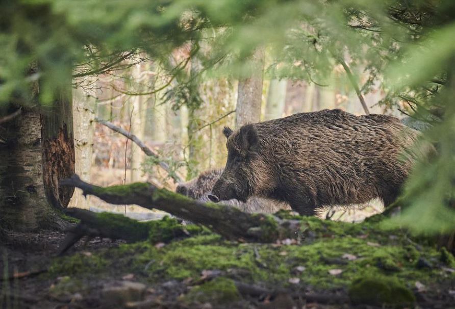 dreaming of wild boars