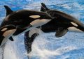 dreaming of killer whales