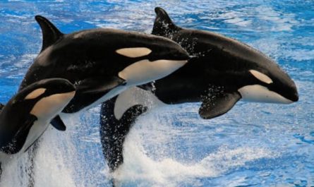dreaming of killer whales