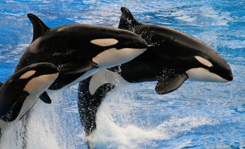 dreaming of killer whales