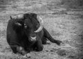 dreaming of a black cow