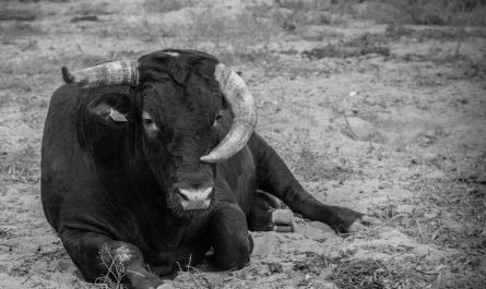 dreaming of a black cow