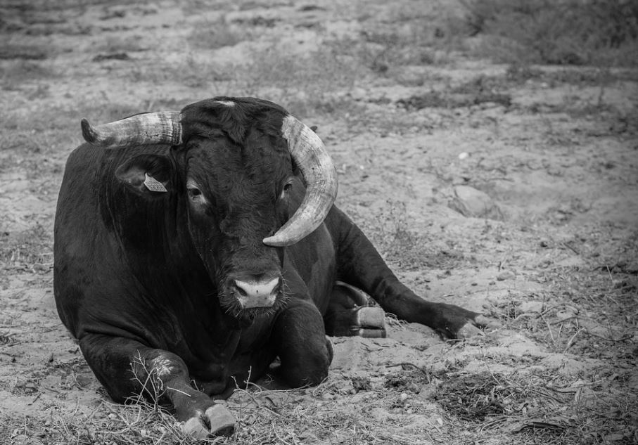 dreaming of a black cow