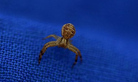 15 symbolic meanings of dreaming of brown spiders