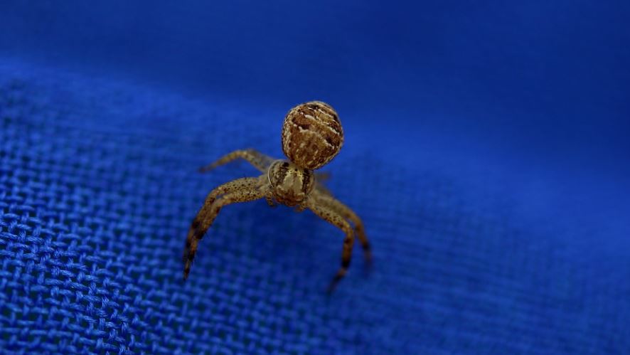 15 symbolic meanings of dreaming of brown spiders