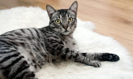 16 symbolic meanings of dreaming of a gray cat