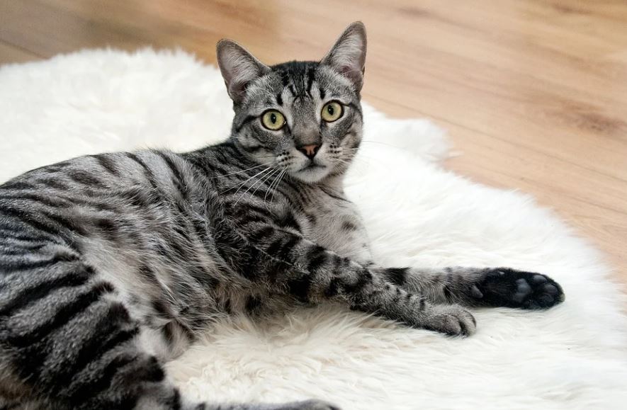 16 symbolic meanings of dreaming of a gray cat