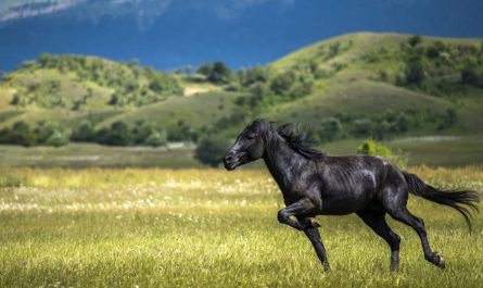 15 symbolic meanings of dreaming of a black horse