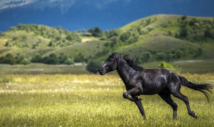 15 symbolic meanings of dreaming of a black horse