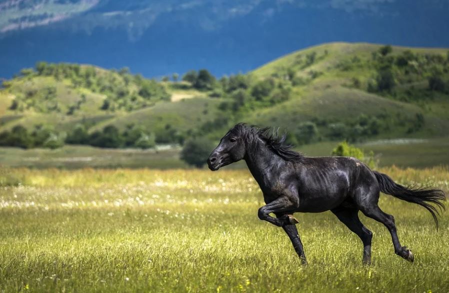 15 symbolic meanings of dreaming of a black horse