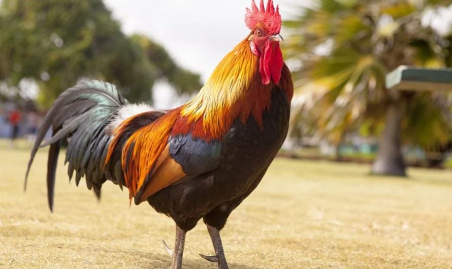 17 symbolic meanings of dreaming of a rooster
