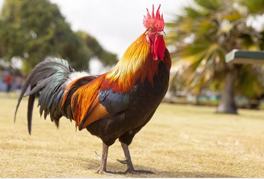 17 symbolic meanings of dreaming of a rooster