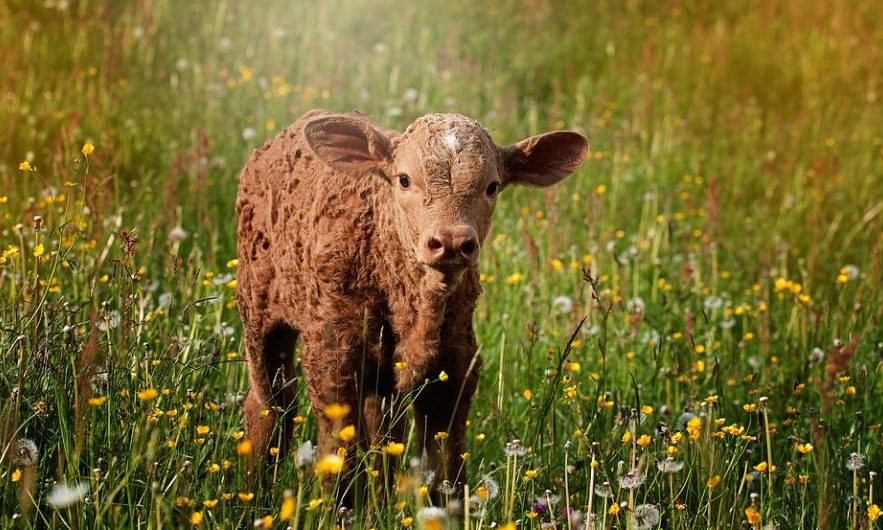 17 symbolic meanings of dreaming of a calf