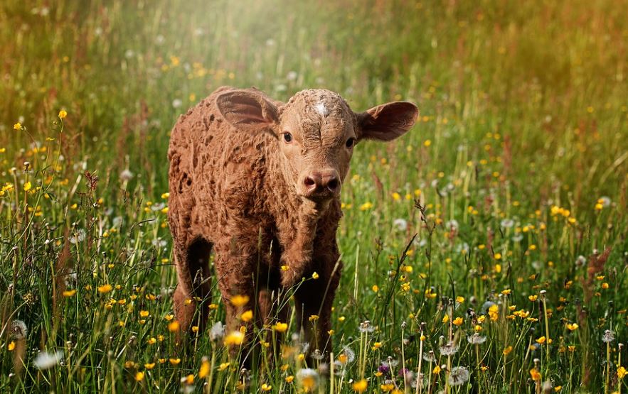 17 symbolic meanings of dreaming of a calf