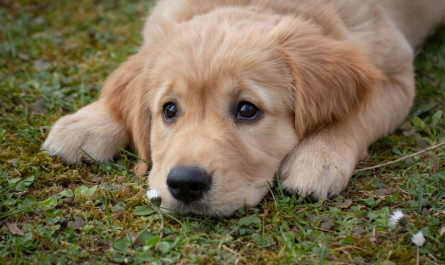 19 symbolic meanings of dreaming of a brown puppy