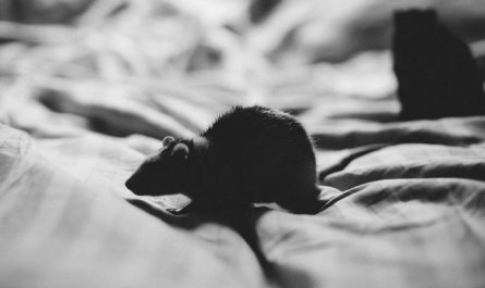 16 symbolic meanings of dreaming of black mice