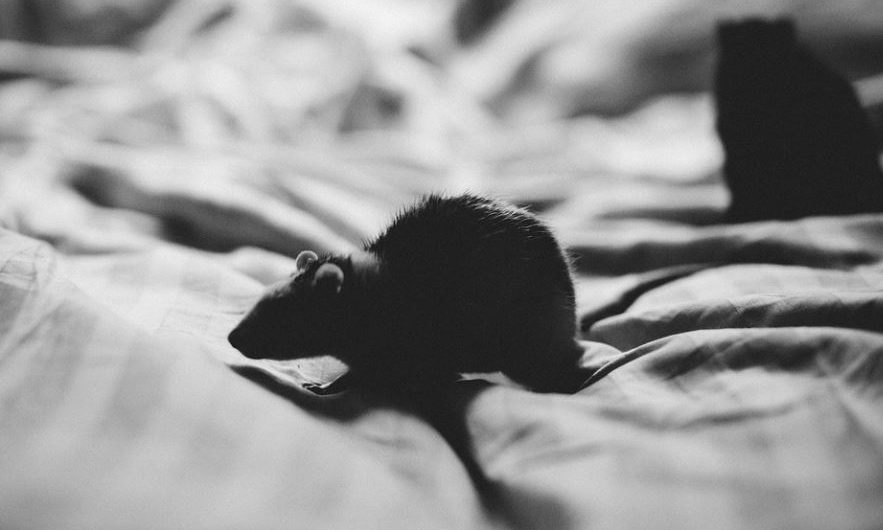 16 symbolic meanings of dreaming of black mice