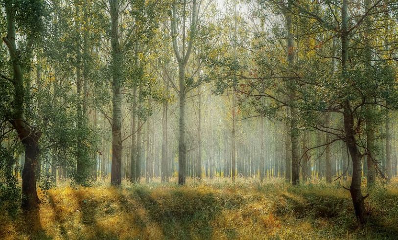 21 symbolic meanings of dreaming of trees