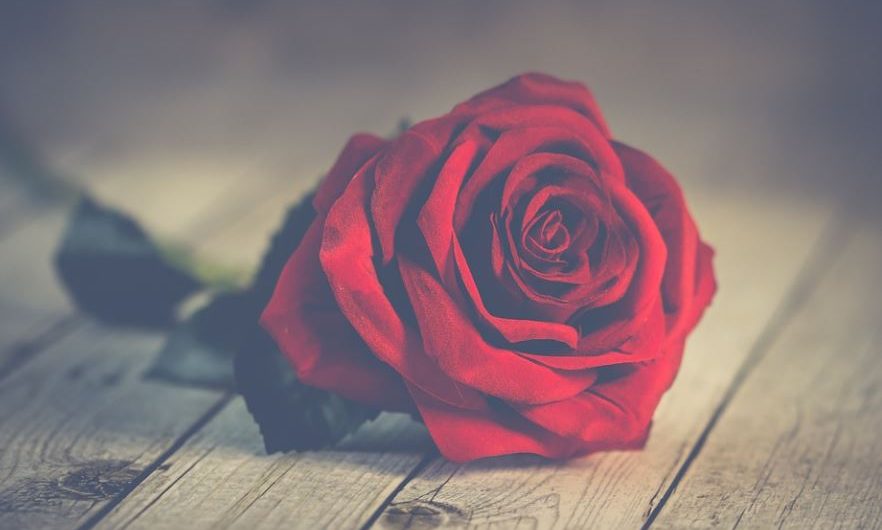 13 symbolic meanings of dreaming of red roses