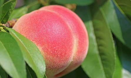 14 symbolic meanings of dreaming of peaches
