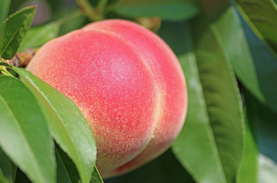 14 symbolic meanings of dreaming of peaches