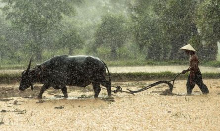 10 symbolic meanings of dreaming about a farm