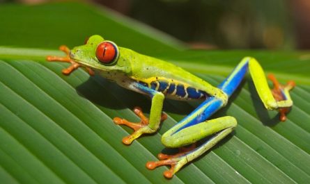 17 symbolic meanings of dreaming of tree frogs